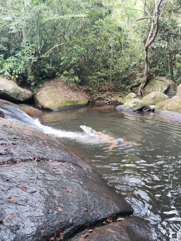 Un hombre nada en una piscina natural de agua dulce rodeada de grandes rocas y densa vegetación de mata atlántica en Ilha Grande. Una pequeña cascada fluye por la roca a la izquierda.